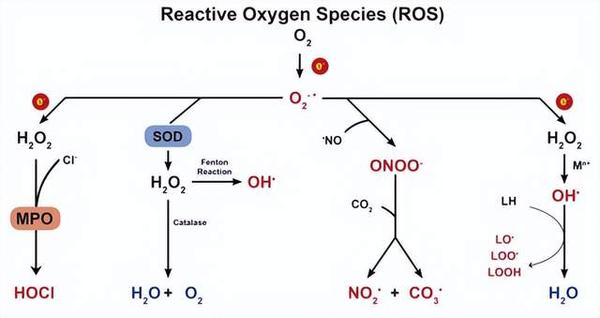 活性氧自由基会致衰?解读衰老与活性氧自由基的关系 - 知乎