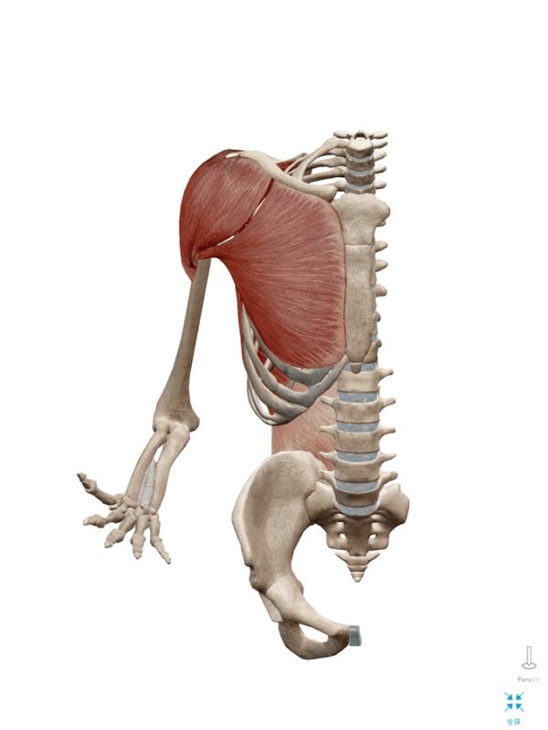 科学锻炼与健身胸大肌的激活与训练