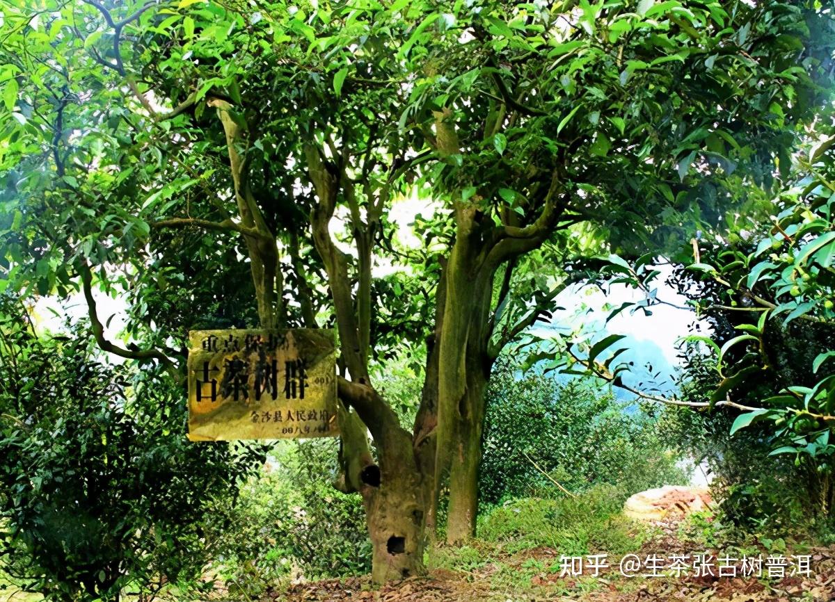 保护古茶树资源的意义是什么?古树茶的好在哪? - 知乎