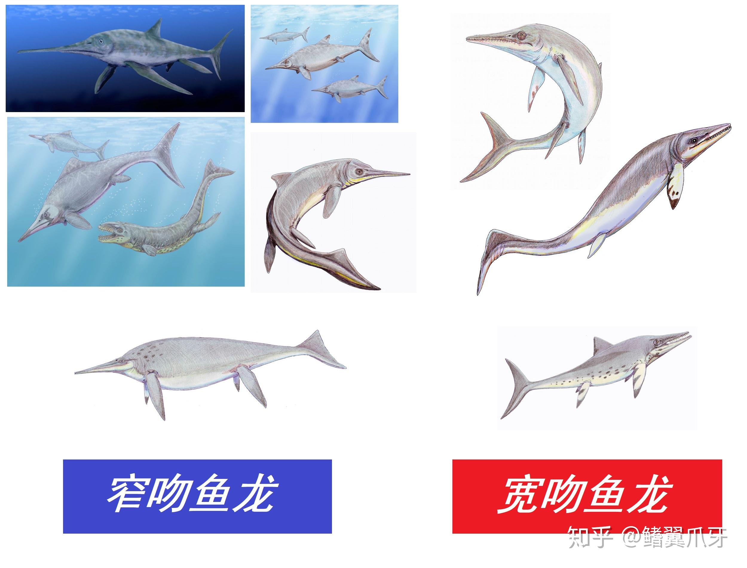 远古の鳍上龙科小传1修短随化来日方长