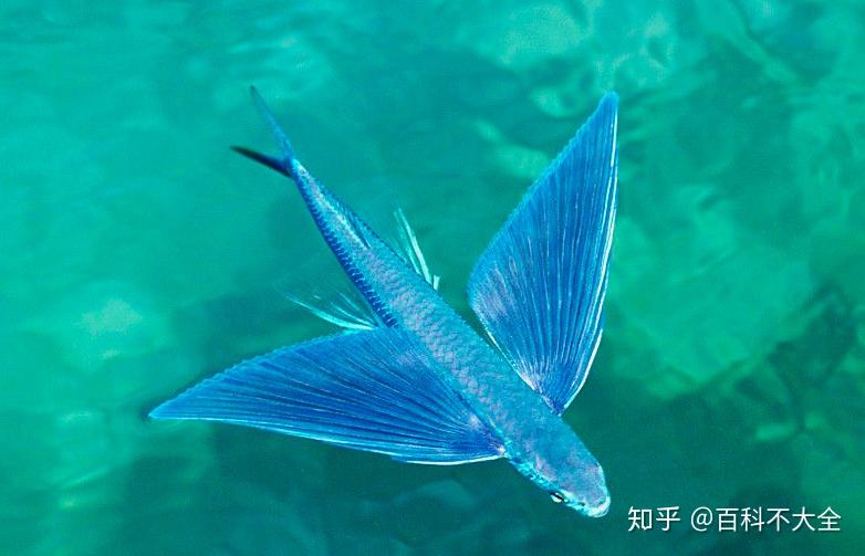 动物篇36硬骨鱼