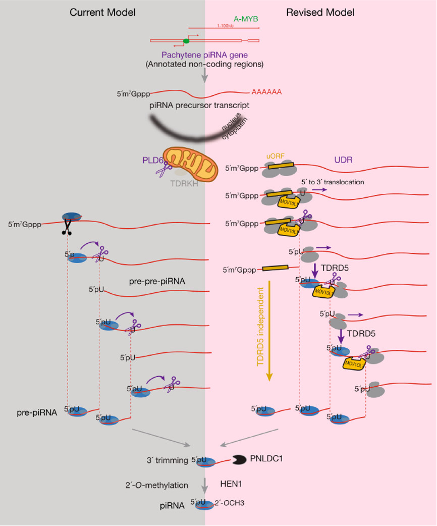 NCB | 李鑫团队揭示核糖体介导piRNA的形成 - 知乎