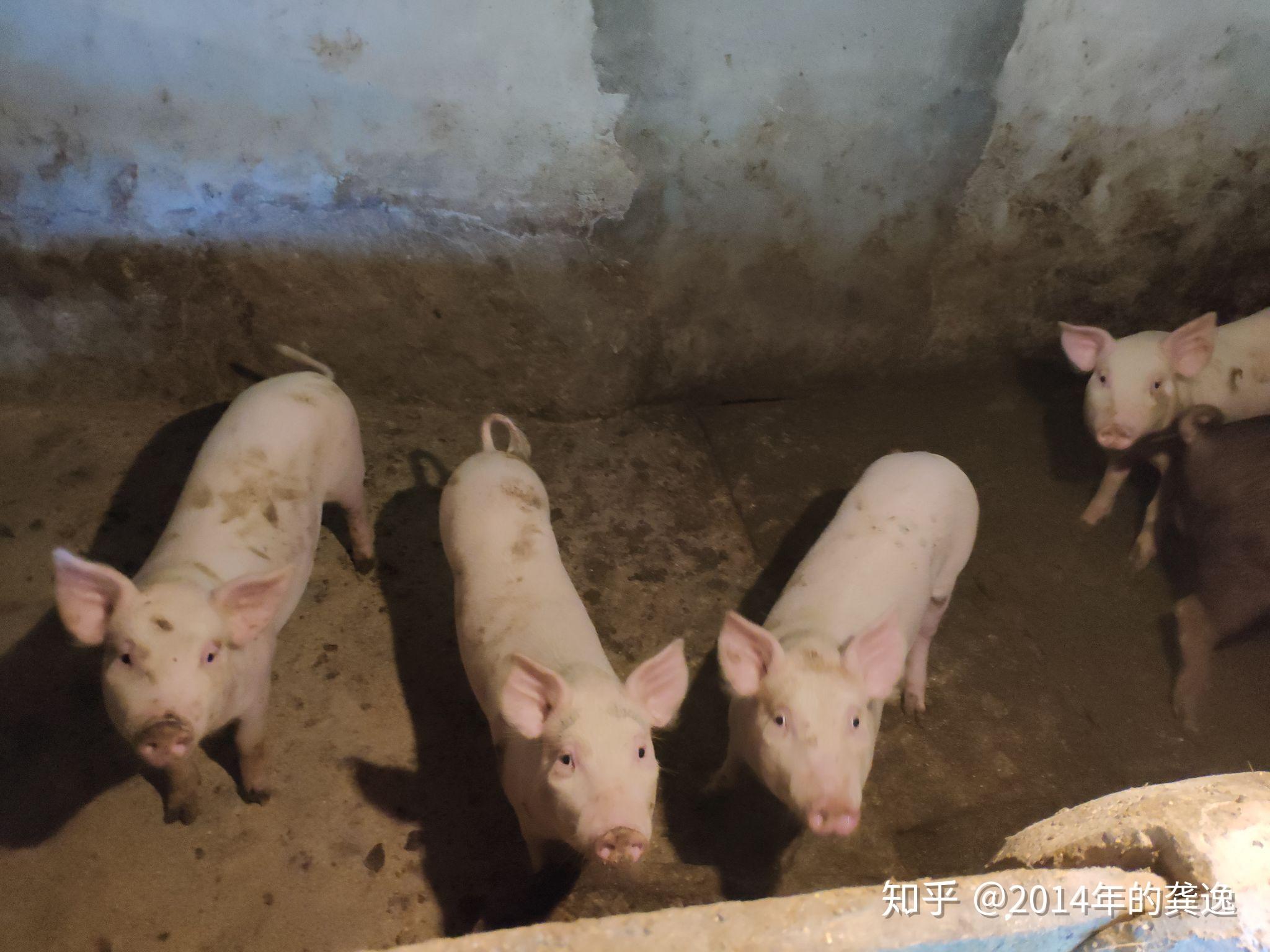一个身价千万的养猪厂长把自己多年的养猪经验分享给大家 - 知乎