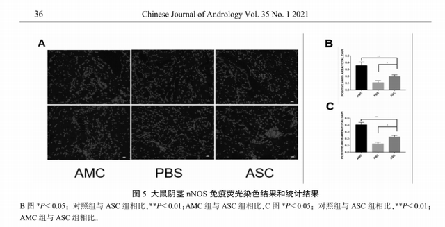 免疫荧光结果显示,术后4周和12周amc组大鼠nnos数量显著高于对照组和