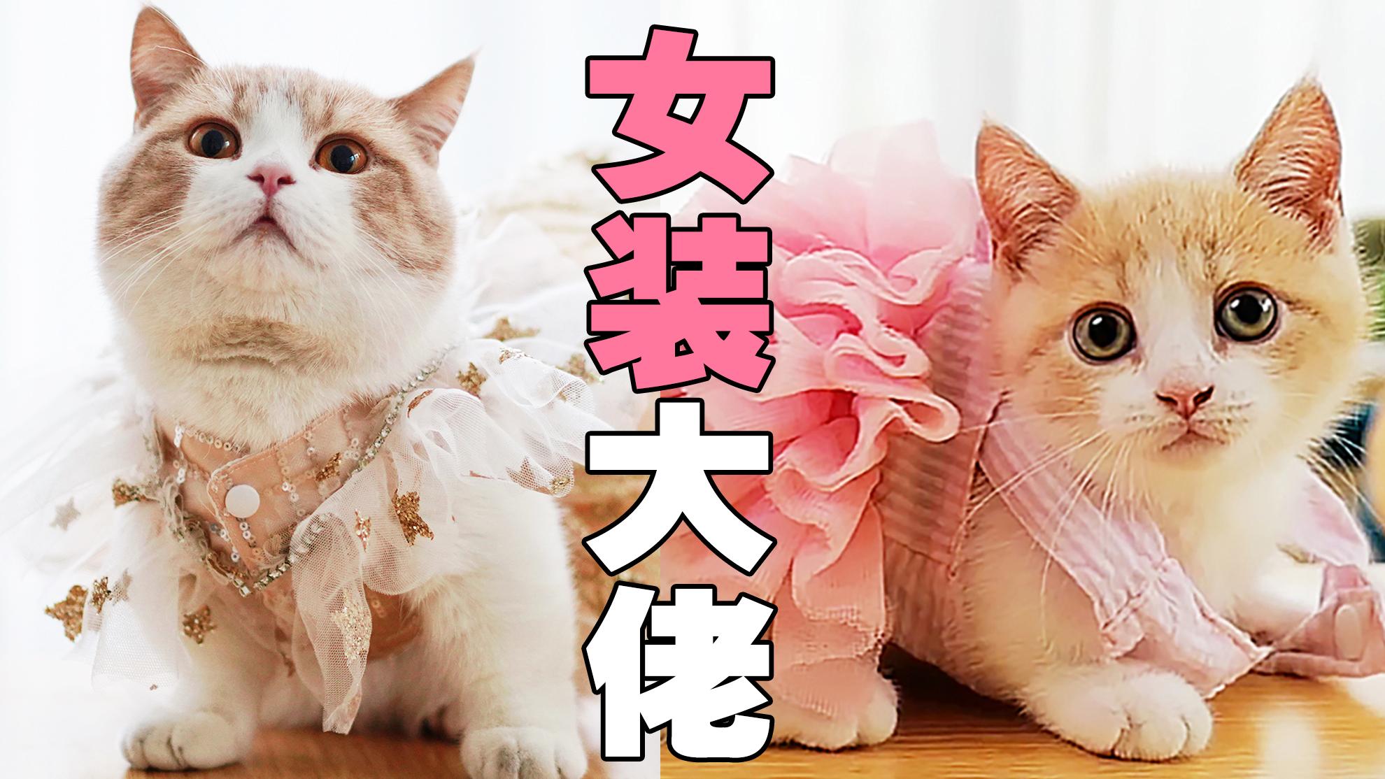 戏精女主给猫咪穿女装,最后一个小嫩模,萌的太过分啦!