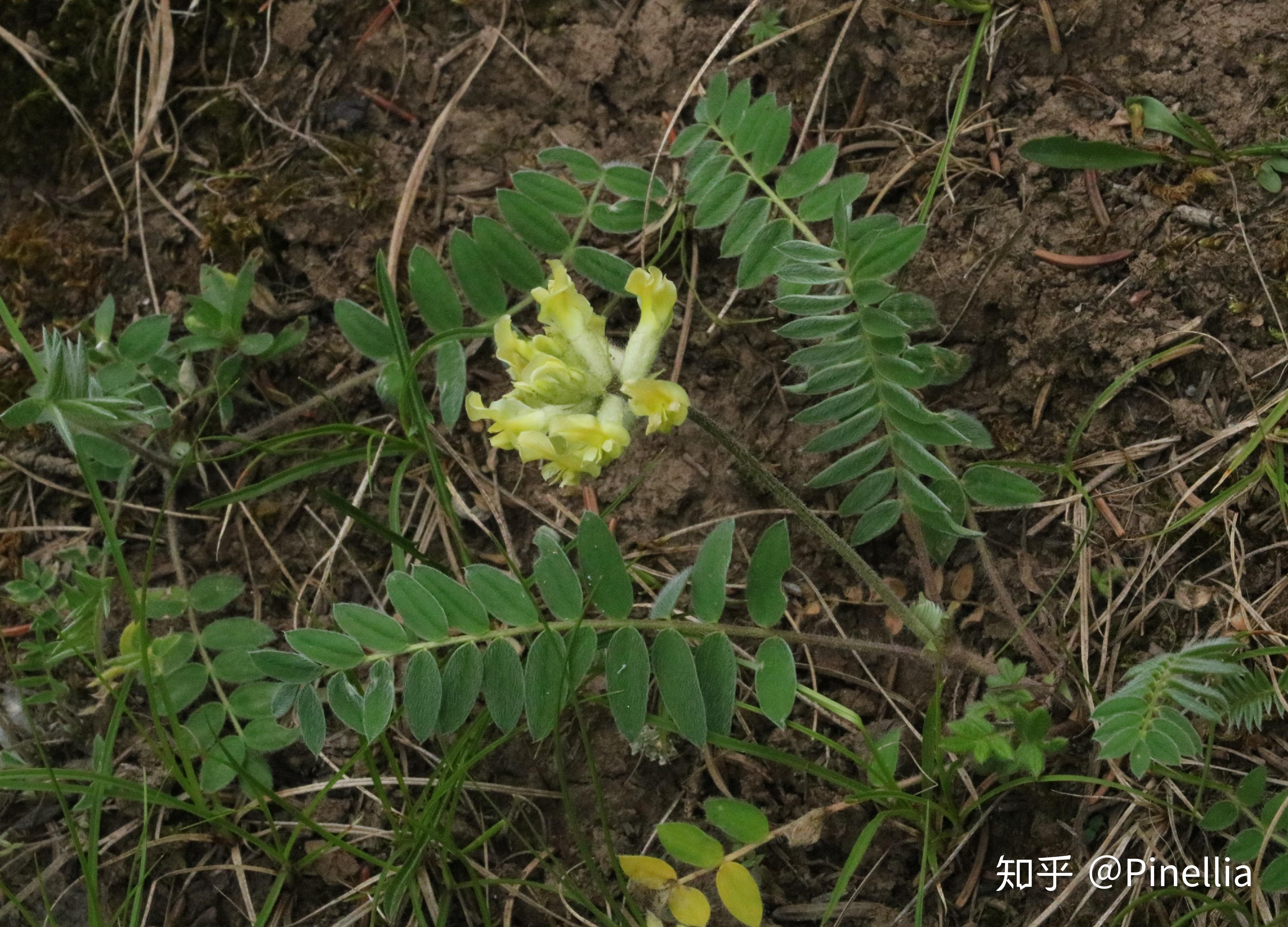 88 甘肃棘豆(oxytropis kansuensis),豆科棘豆属87