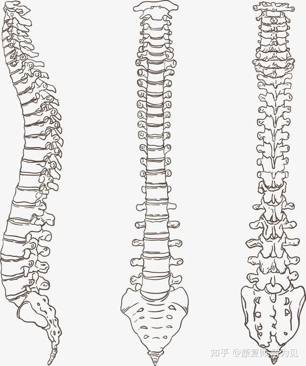 人體脊椎本身結構複雜成年人脊椎為 26 節,剛出生的嬰兒為 32-34 節