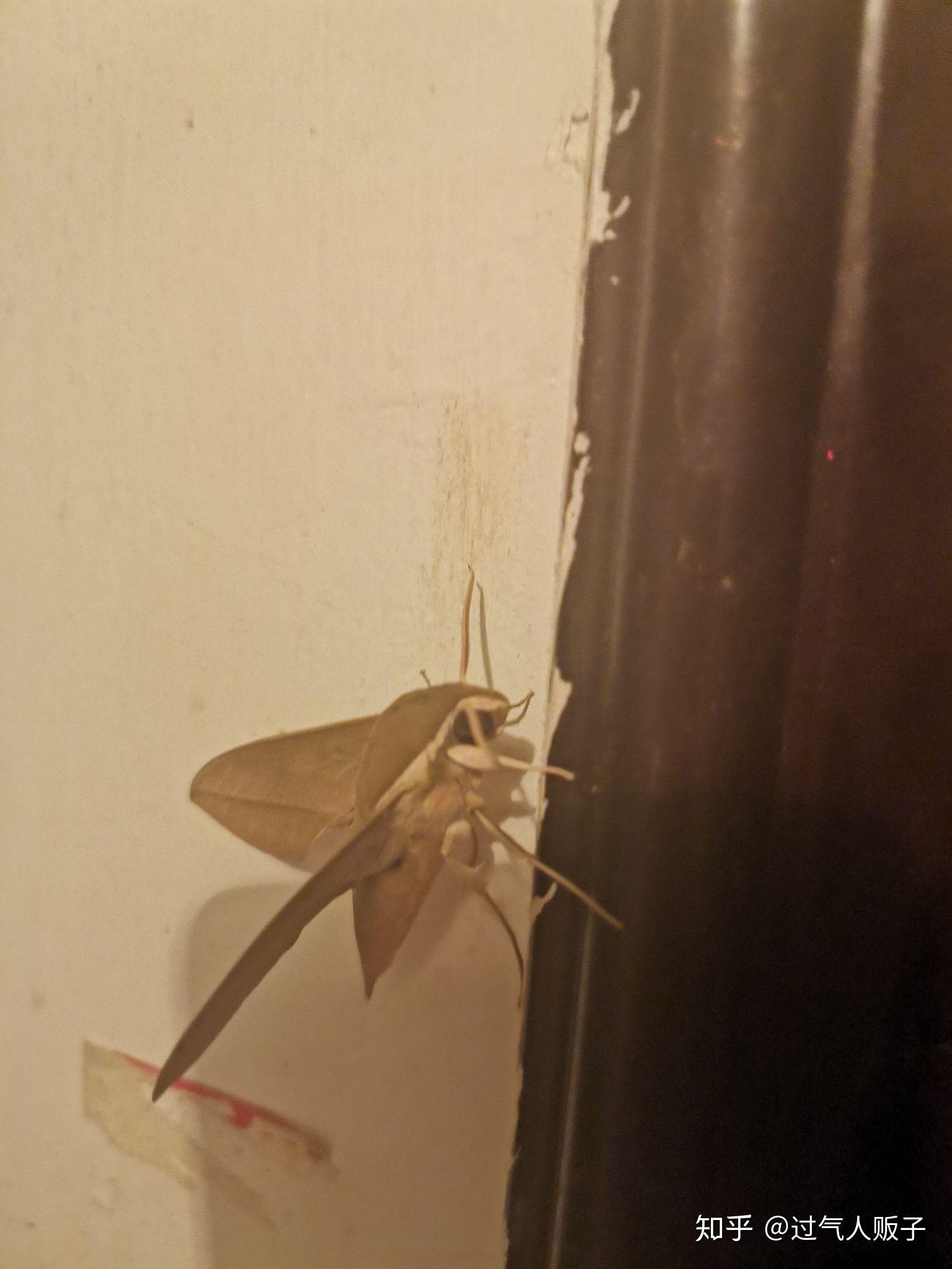 请问这是什么虫子