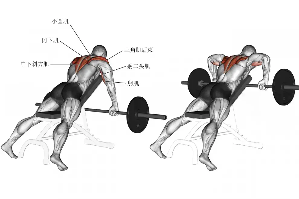 耀61健身12个背部训练动作帮你更好地找到肌肉发力感