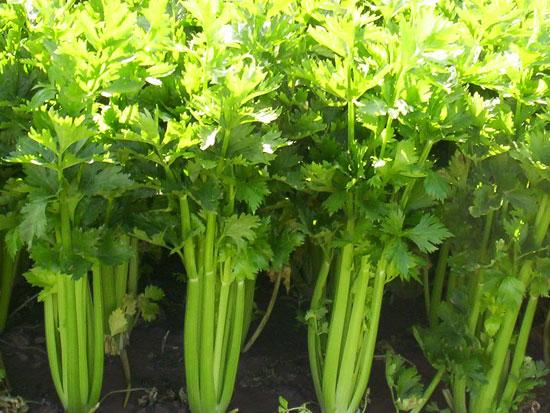 芹菜的功效与作用