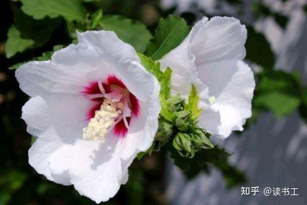 十首木槿花诗歌，朝花暮落，周而复始 - 知乎