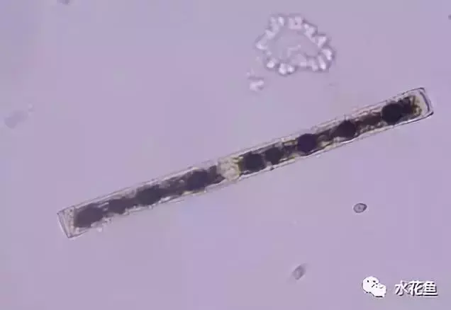 高清图谱(下):水体浮游生物——绿藻门以外的浮游植物51种 - 知乎