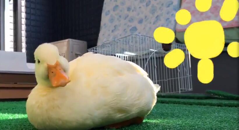 日本一只会卖萌会撒娇的大胸鸭子太治愈啦