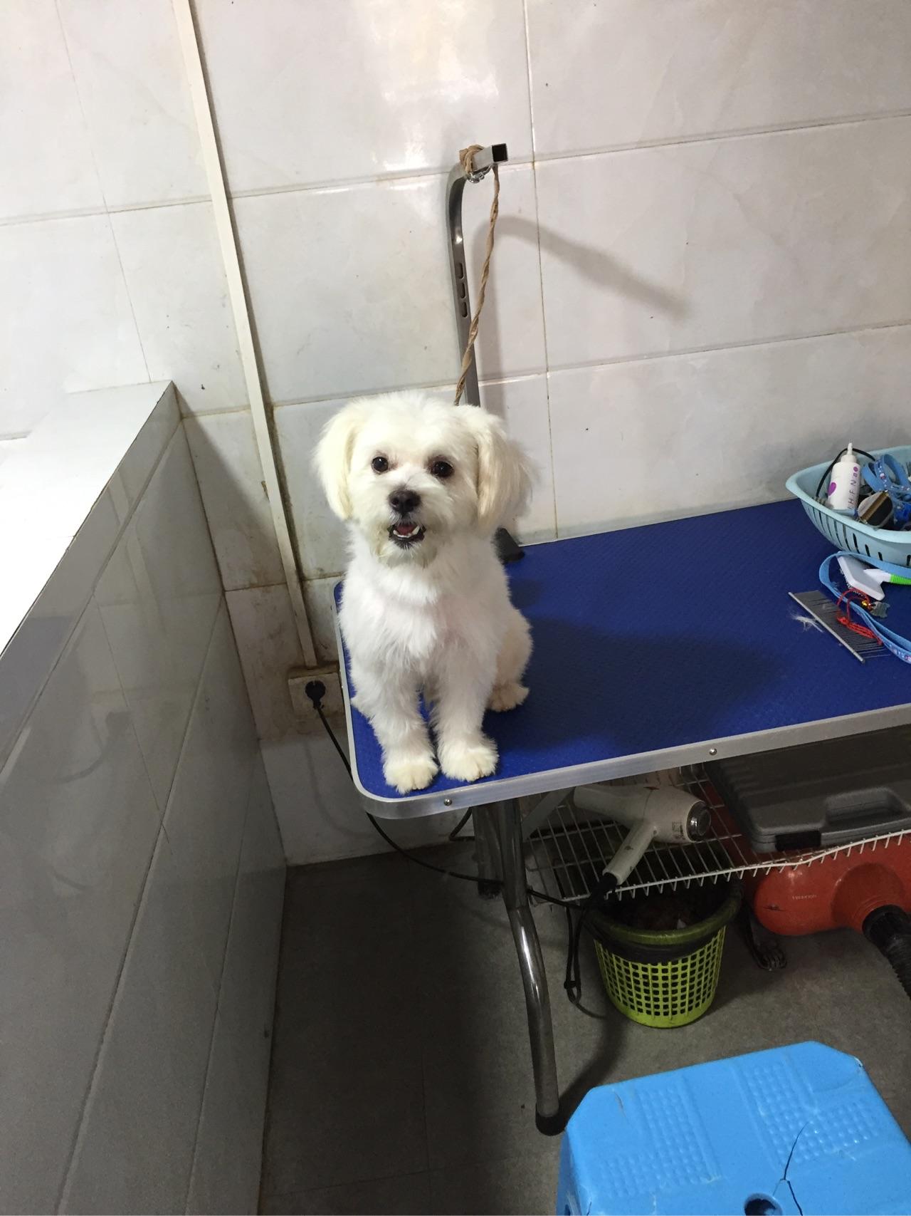 收养三个月的流浪狗开始很温顺现在很凶很防备