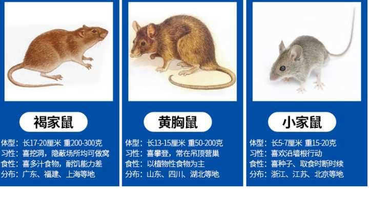 家里进了老鼠怎么捉? - 知乎