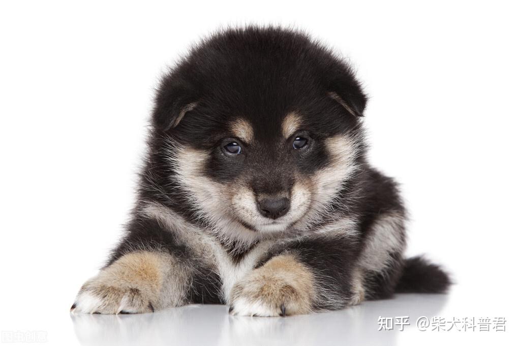 黑色柴犬怎么挑选?如何判断品质? - 知乎