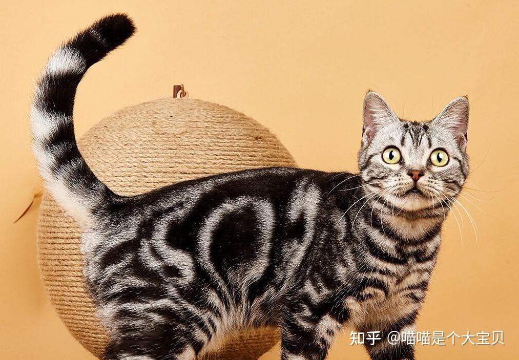 还有人把美短认成狸花猫？八招带你识别- 知乎