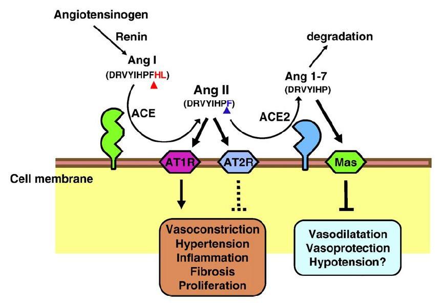 新型冠状病毒感染的关键靶点受体ace2