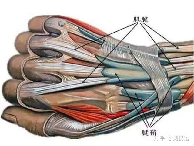 指皮结构模式图图片