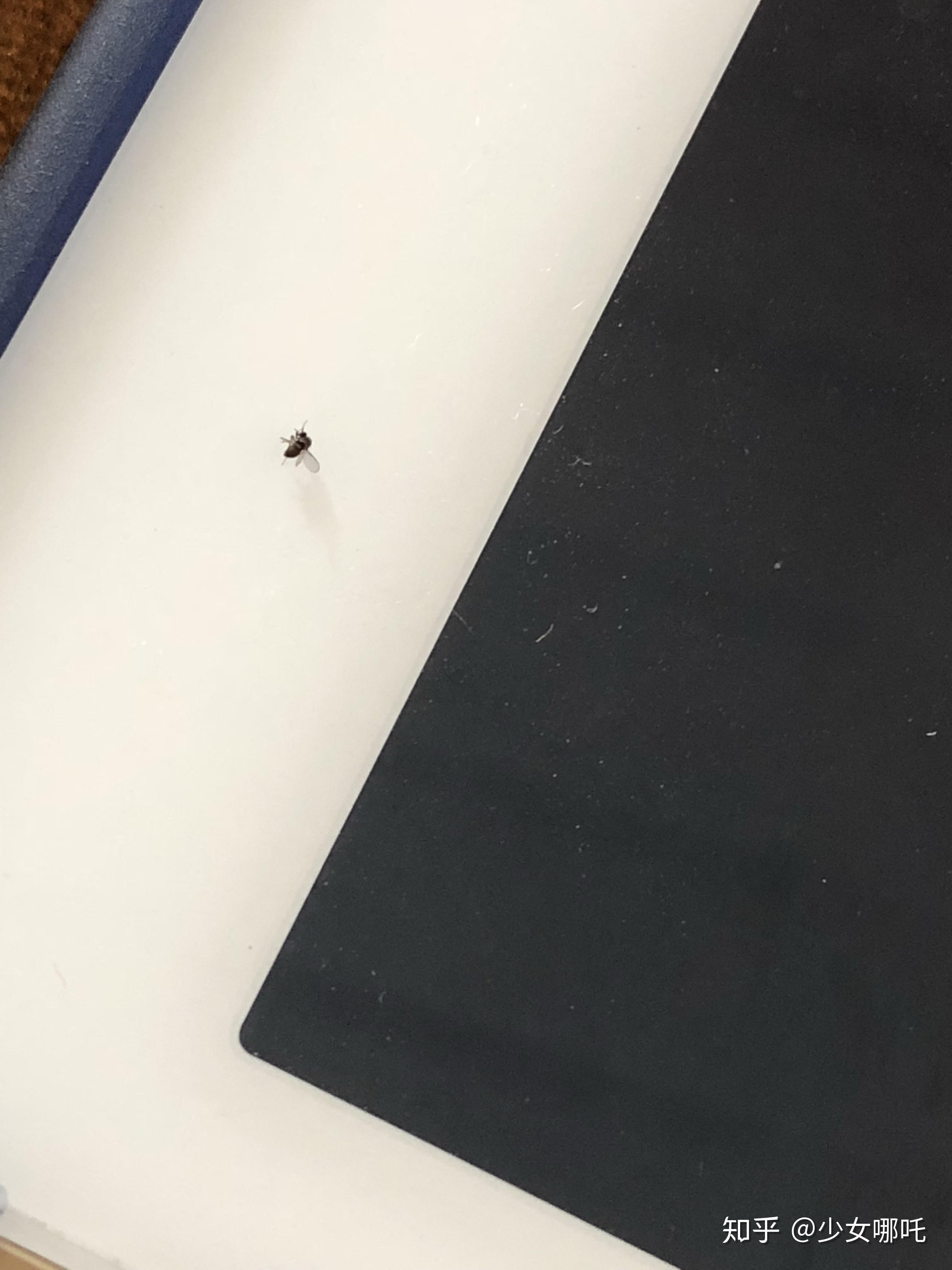 四川很小的一种蚊子:蠛蚊,是个什么东西,百度半天找不到,只能求助于