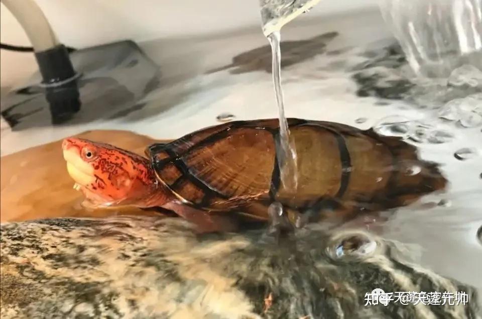 红面蛋龟如果再见还能红着脸