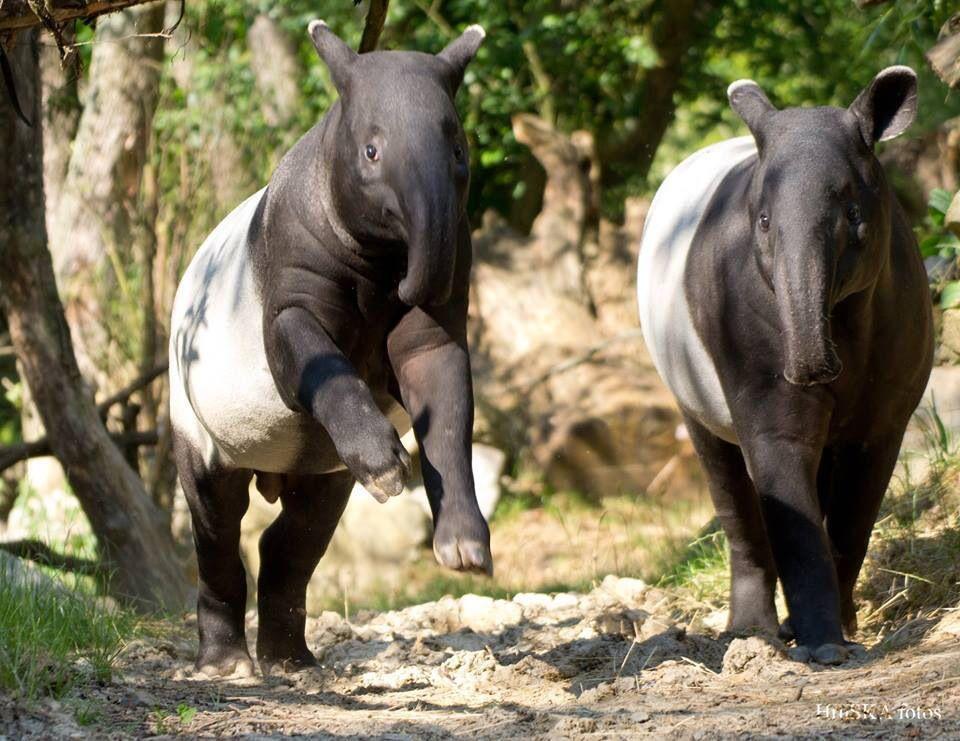 成年马来貘毛色很特别,像穿了一件"白t恤",这样的色块分布是不是好像