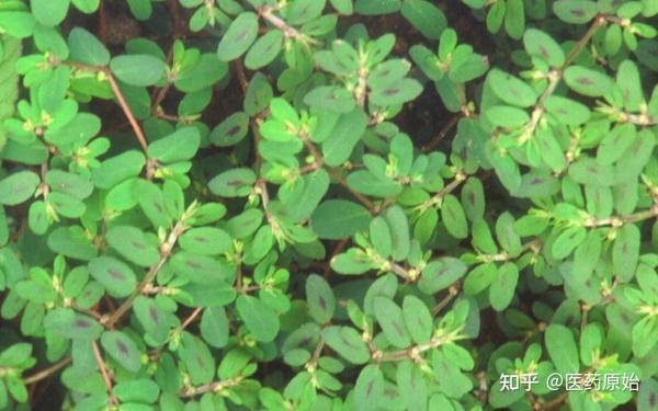 带你识别地锦草 - 知乎