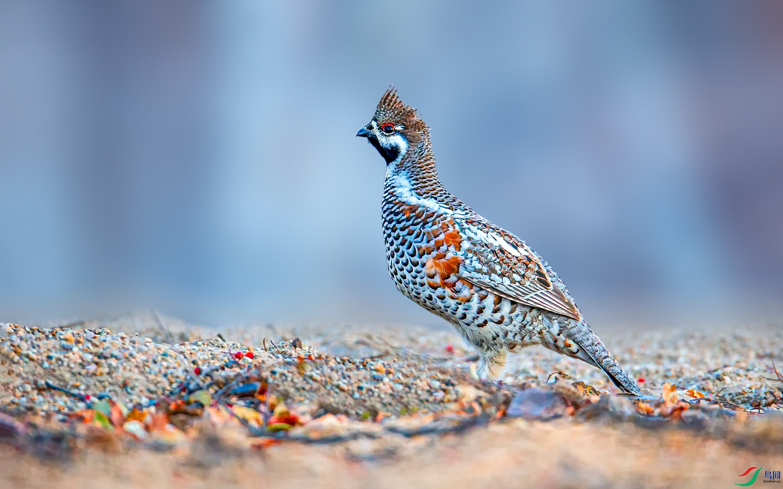 被称为飞龙的花尾榛鸡
