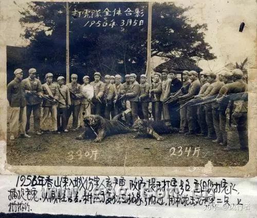 百虎围村事件人与老虎的千年对决