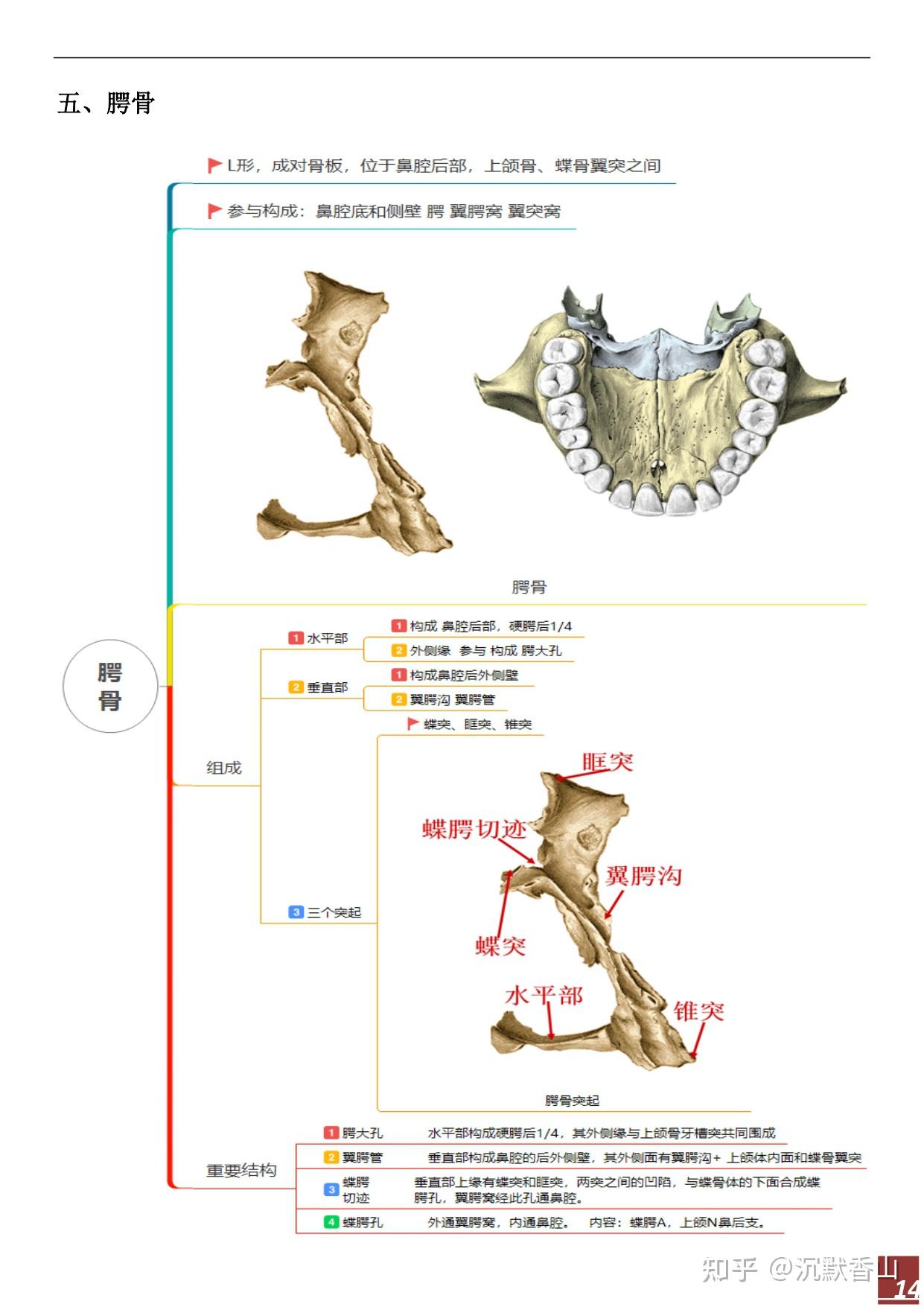 口颌面颈部肌思维导图