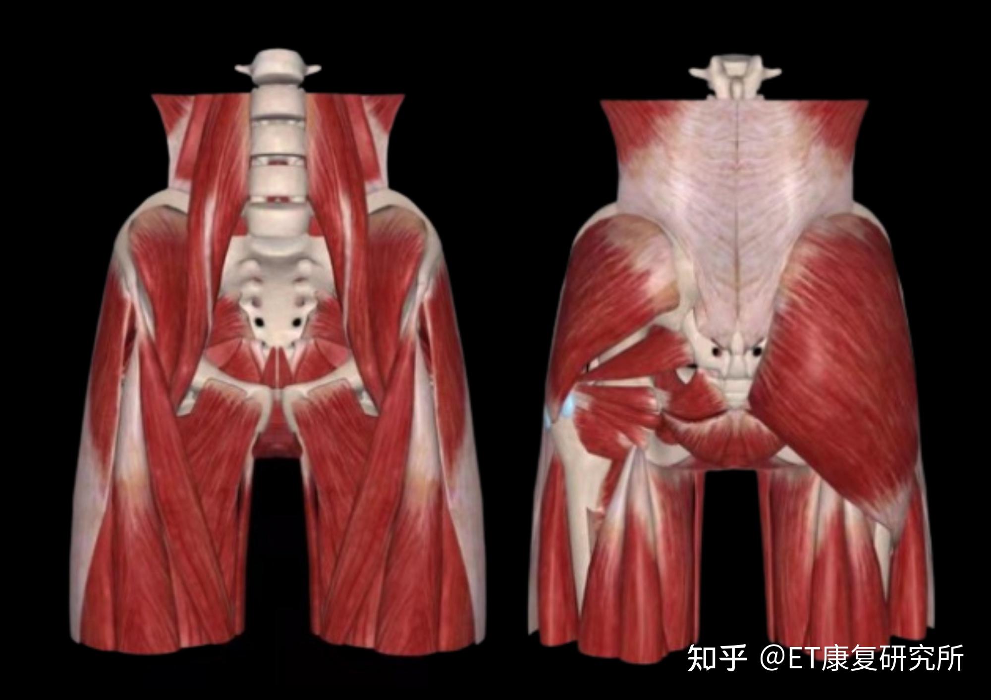 還是核心肌群?讓我們先來看看臀部肌群解剖圖.