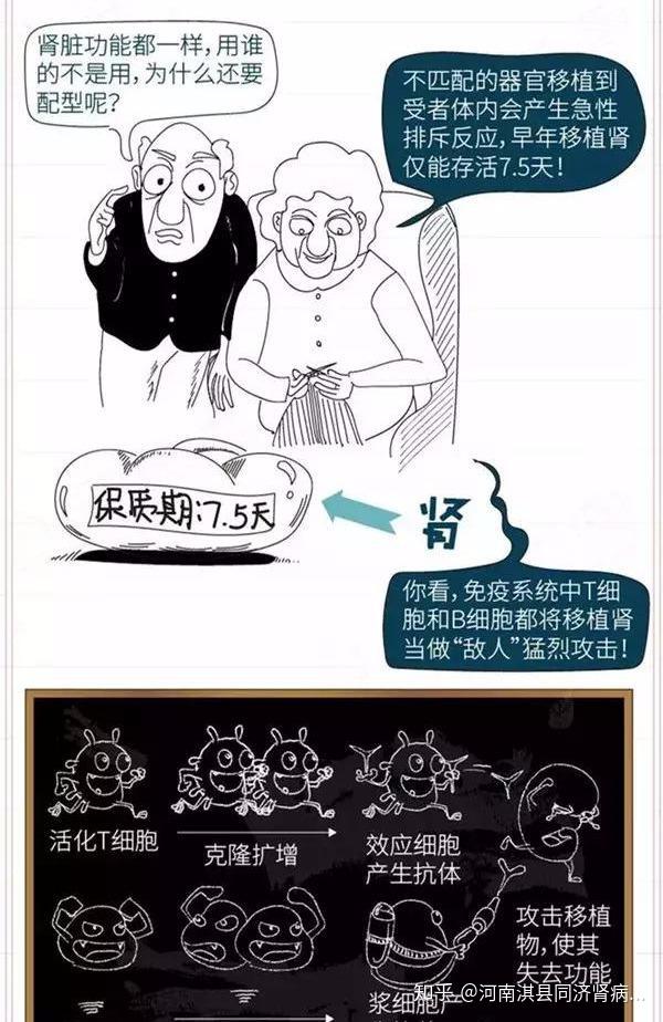 肾移植手术前一定要做配型检查?医生为你解答 - 知乎