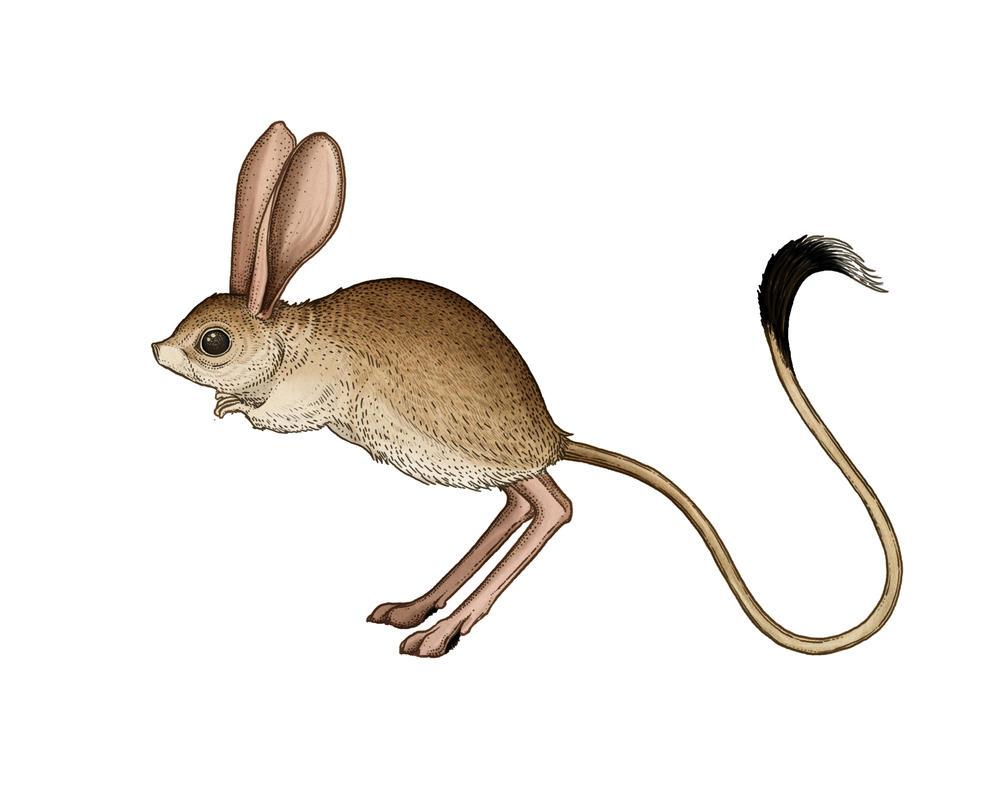 甘肃酒泉发现"沙漠米老鼠",尾巴长耳朵大,后腿像袋鼠一样发达 - 知乎