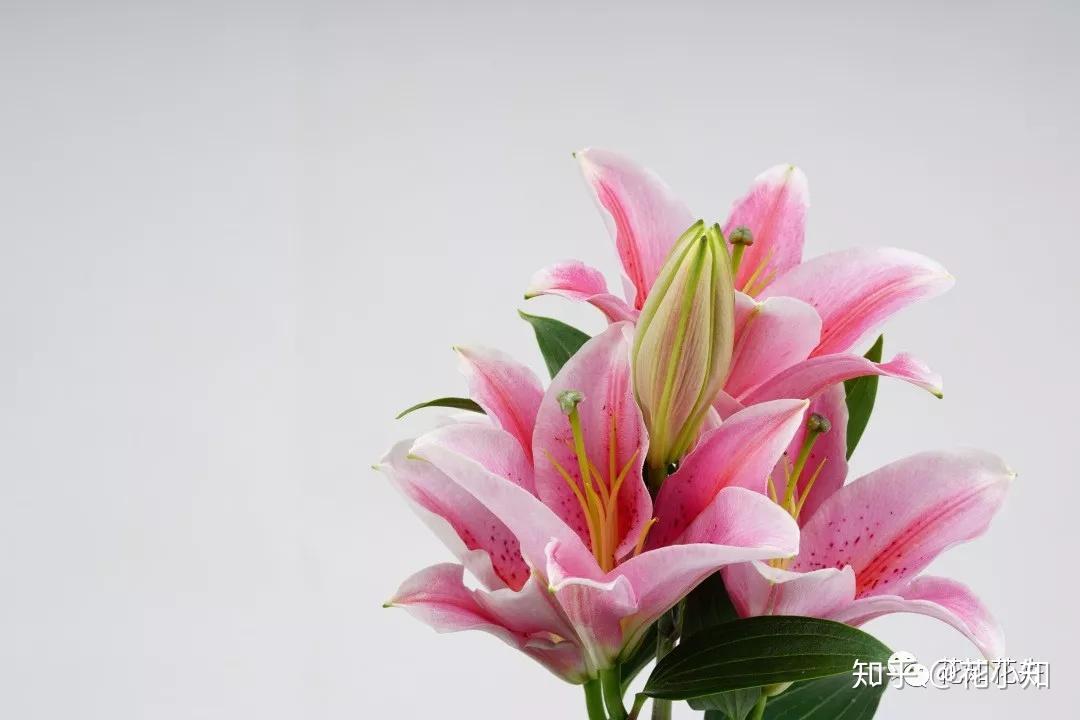 请收下这本“百合识花秘籍” - 知乎