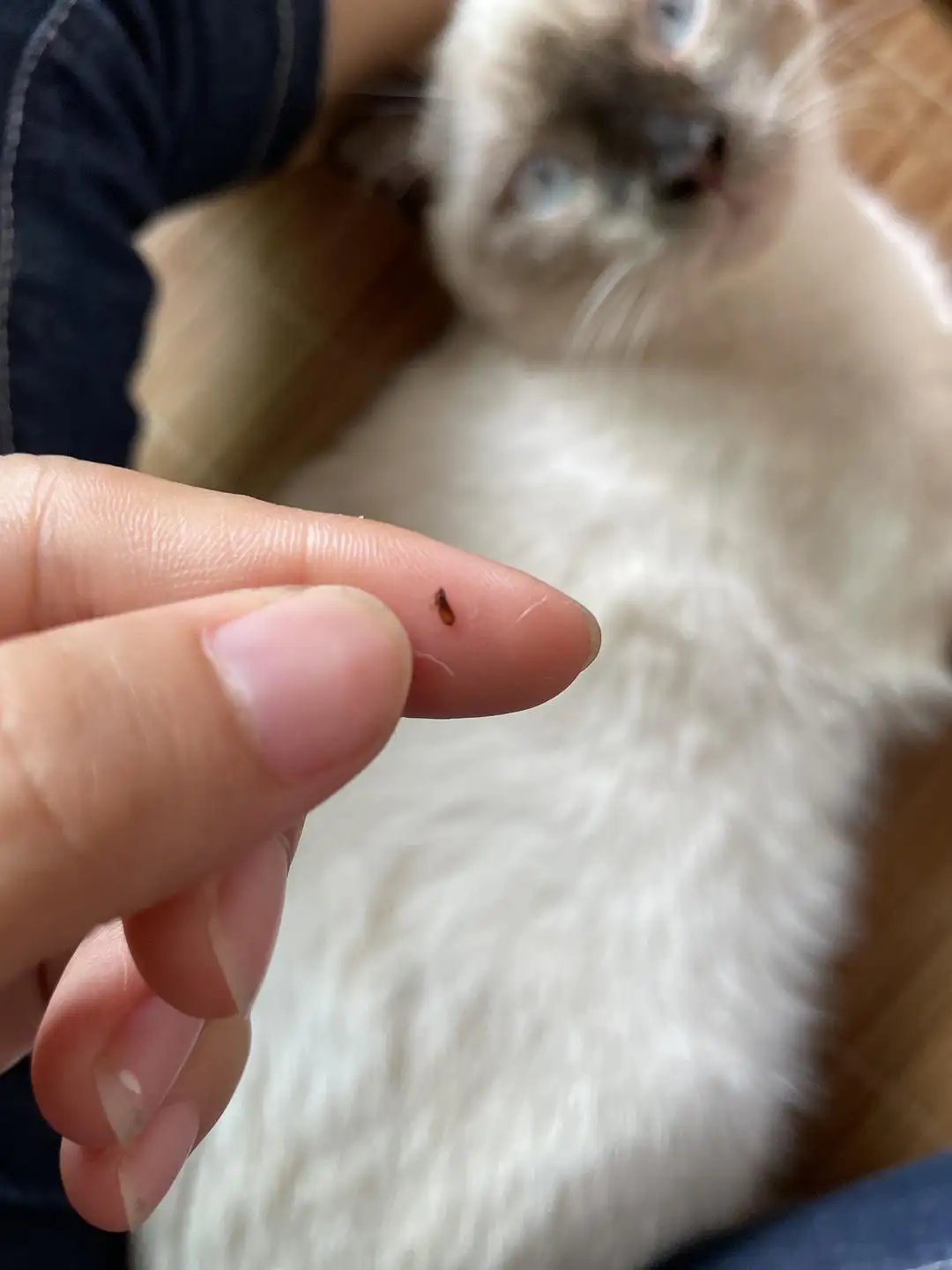 猫咪感染了跳蚤是如何治疗解决的呢