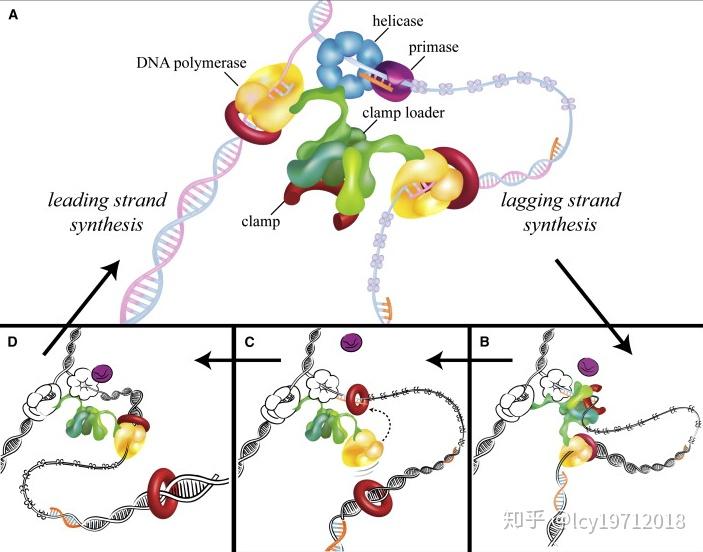 冈崎令治与dna的半不连续复制