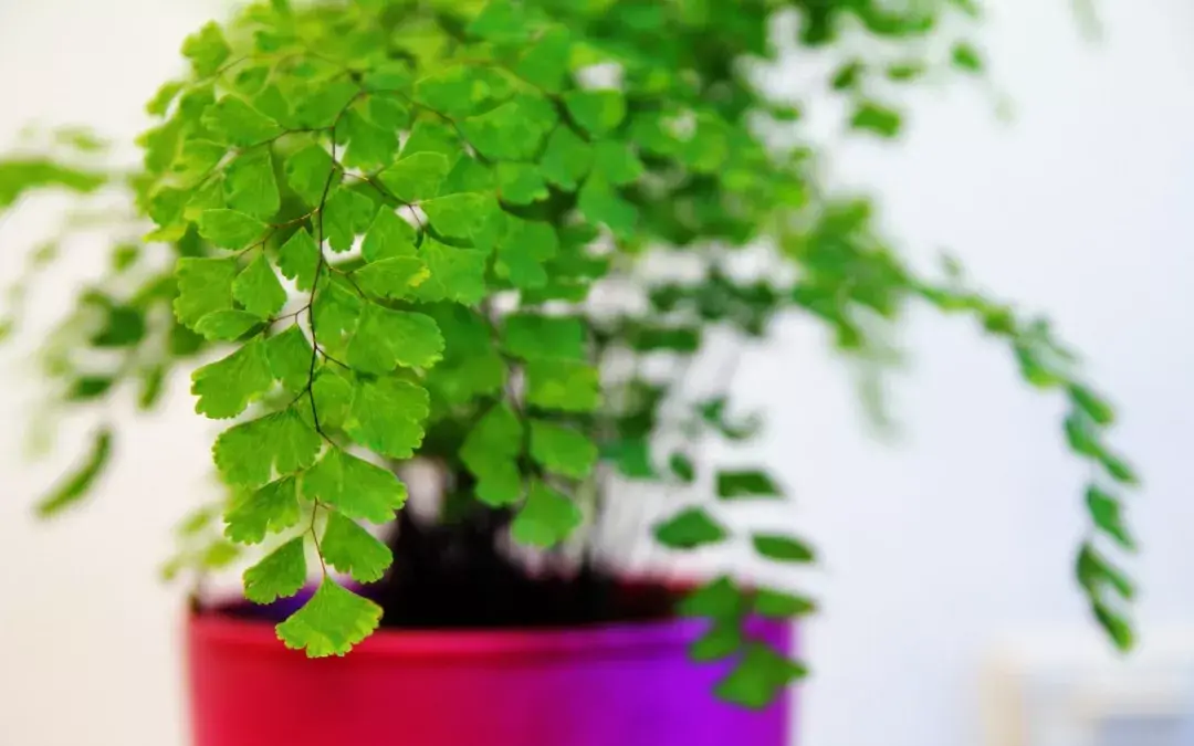 少女发丝铁线蕨的鉴赏与养护管理