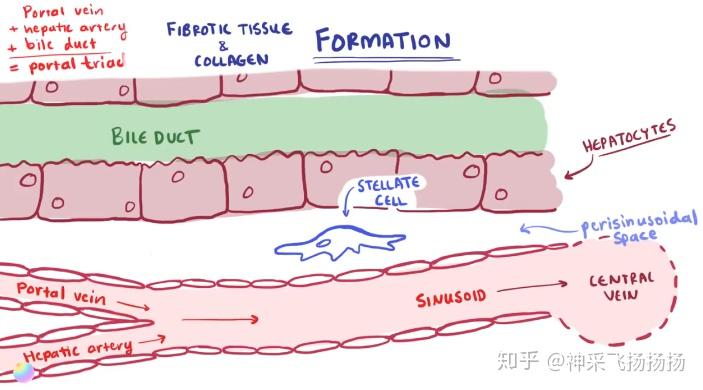 glisson纤维鞘图片