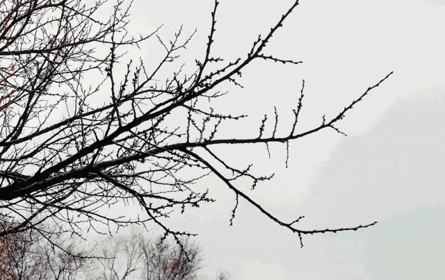 GIF 动态图(5) 自然风景:树木、草叶【多图欣赏】 - 知乎