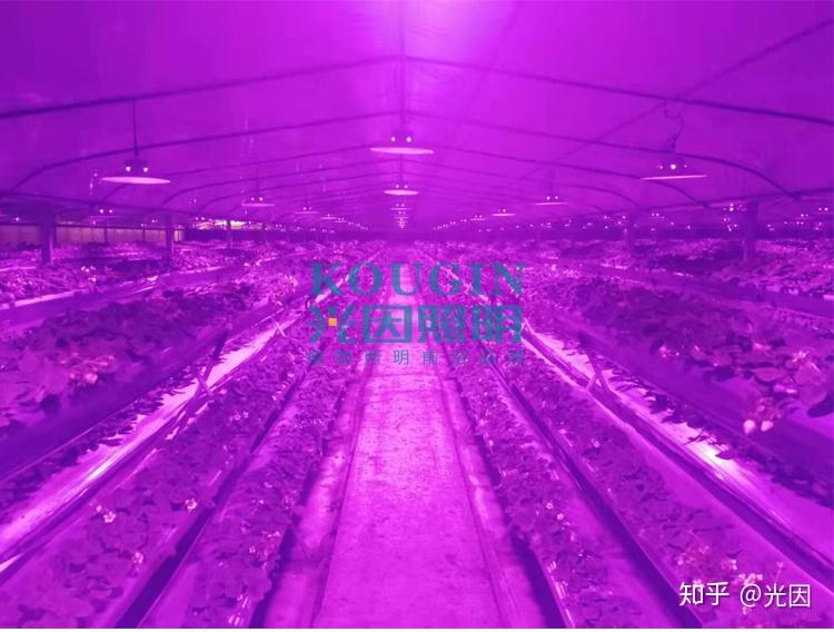 什么叫植物补光灯 v2-5c19f0043aa57429d1f88fbd5b4cab1d_r.jpg