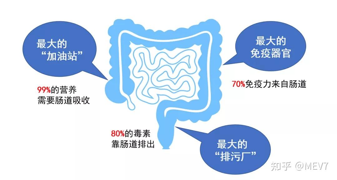 消化人体腺大肠的器官_人体最大的消化腺_消化人体腺大的器官