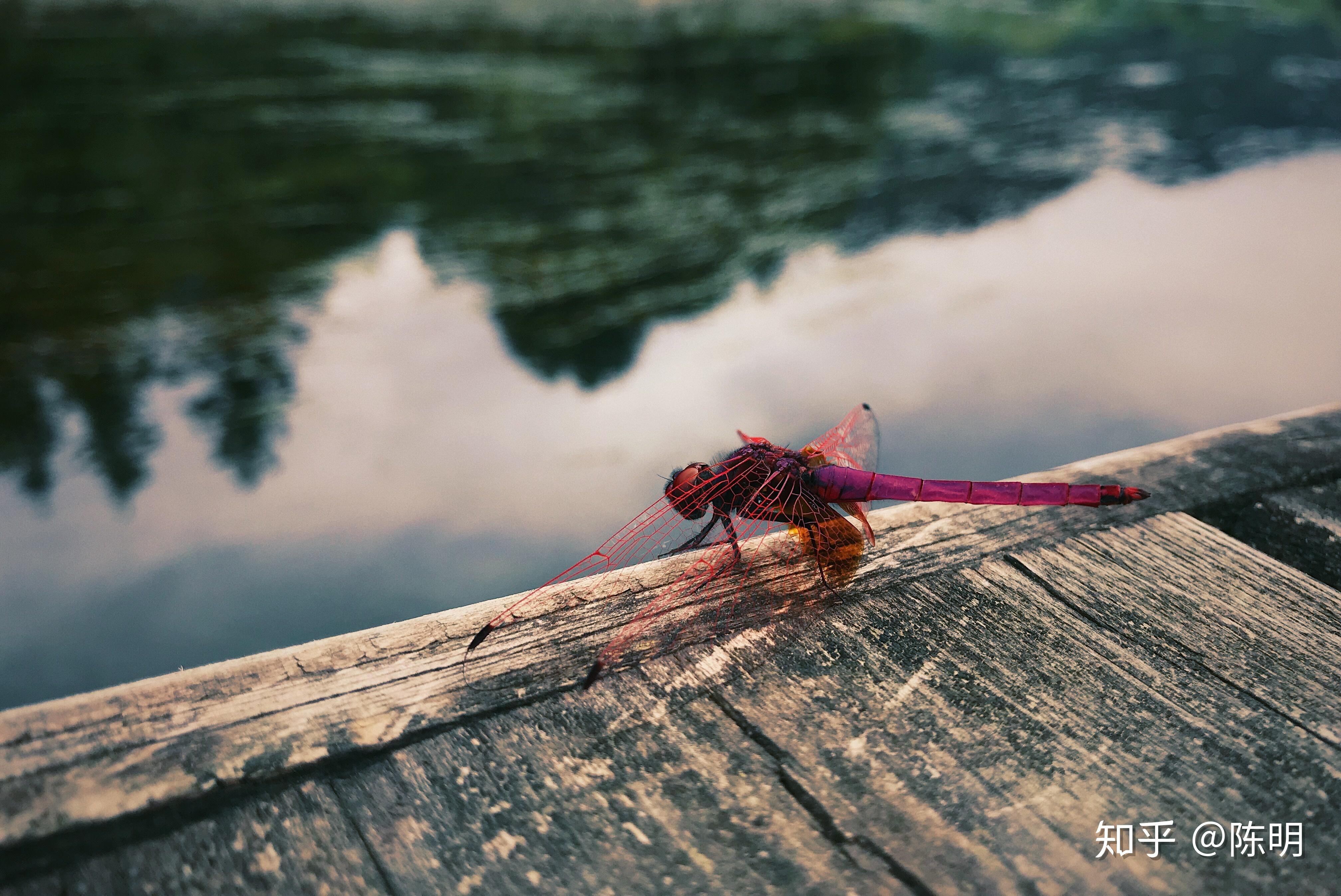 v2-5c1ee6d7f0430599ad7a65a8e216dacd_r.jpg