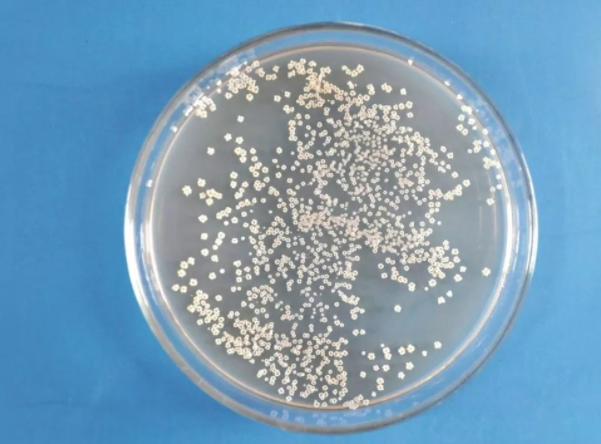 放线菌培养皿菌落形态图片