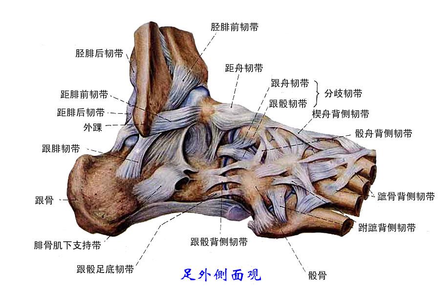 脚的结构图韧带图片
