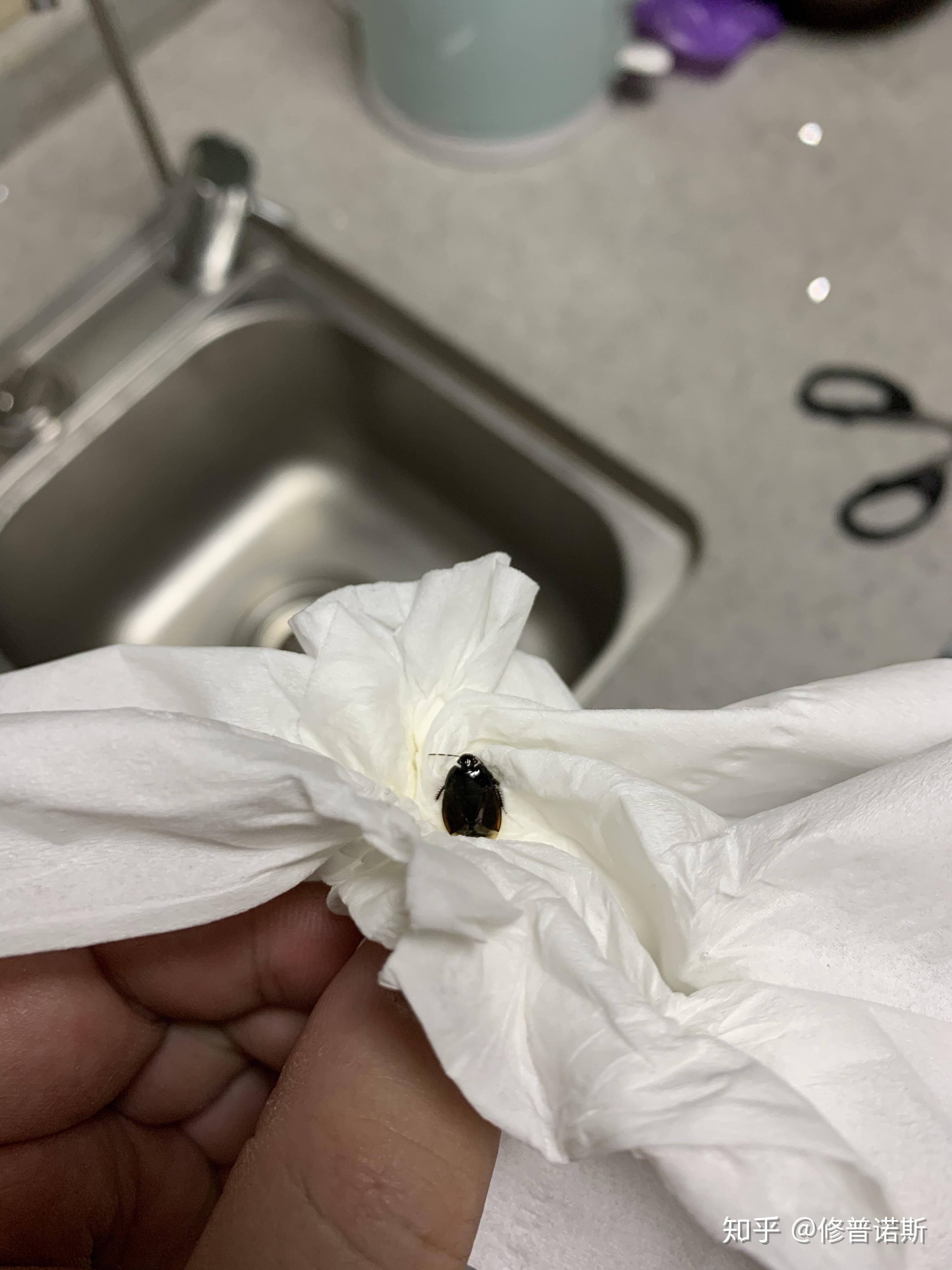 请问这是什么虫家里厨房忽然发现了好几个