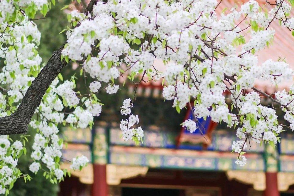 春日拍花背景如何处理 学会这6招 拍花更有诗意 知乎