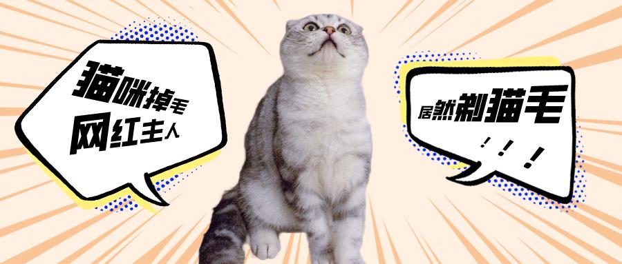 知名网红怕猫咪掉毛所以给猫剃毛 网友好心相劝后被称 杠精 知乎