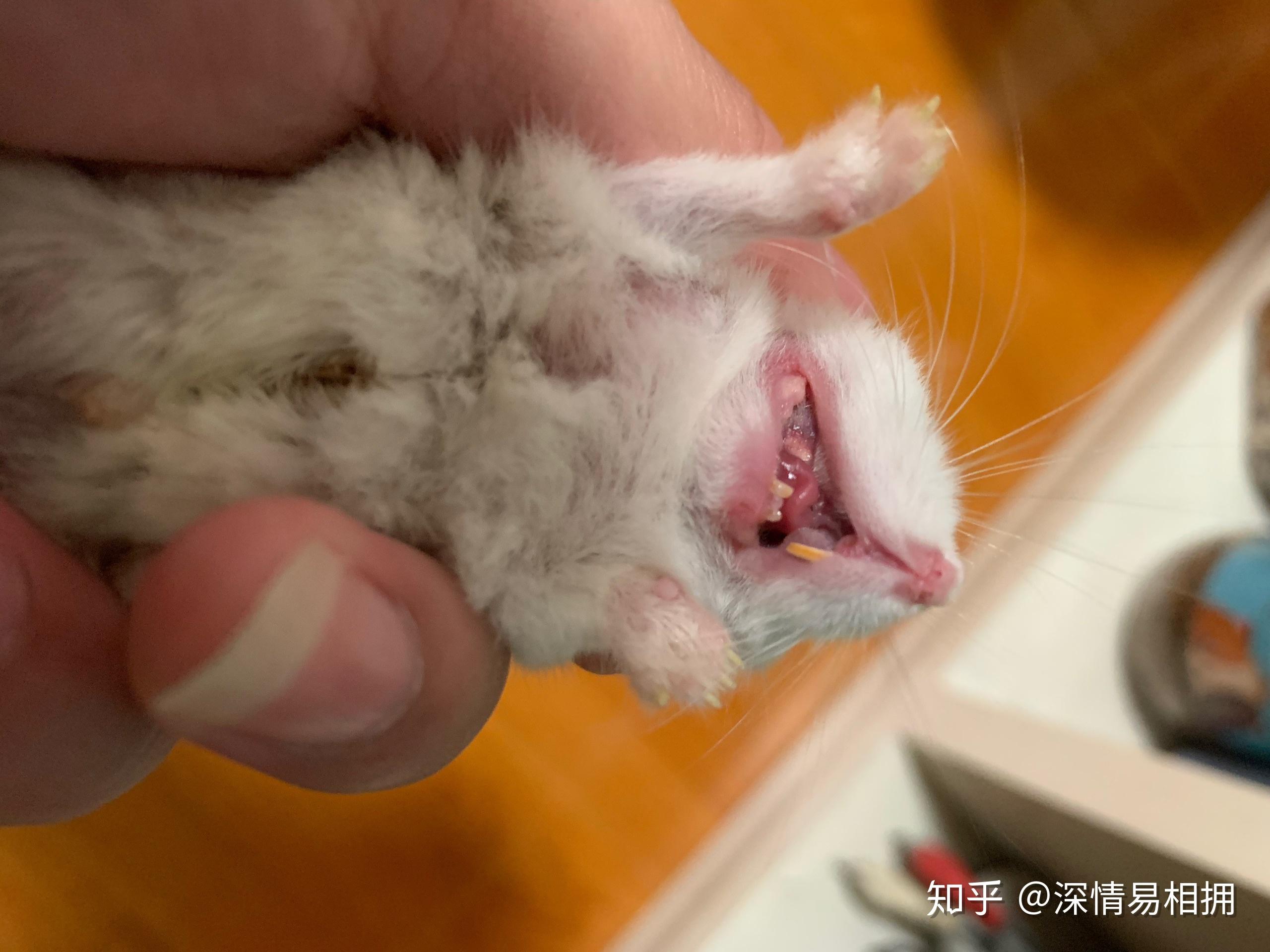 仓鼠牙齿断了 - 知乎