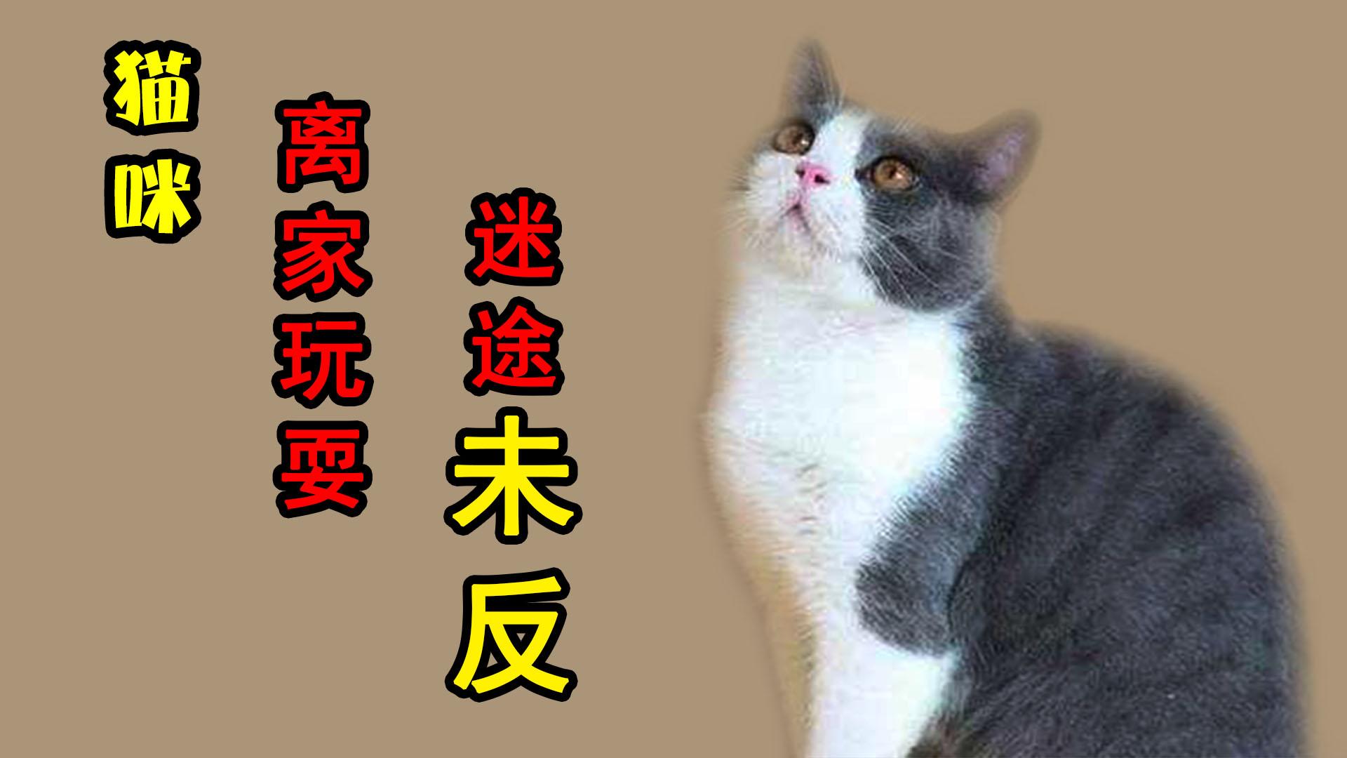 67关注寻找十大名猫之一挂印拖枪 上海徐汇寻找