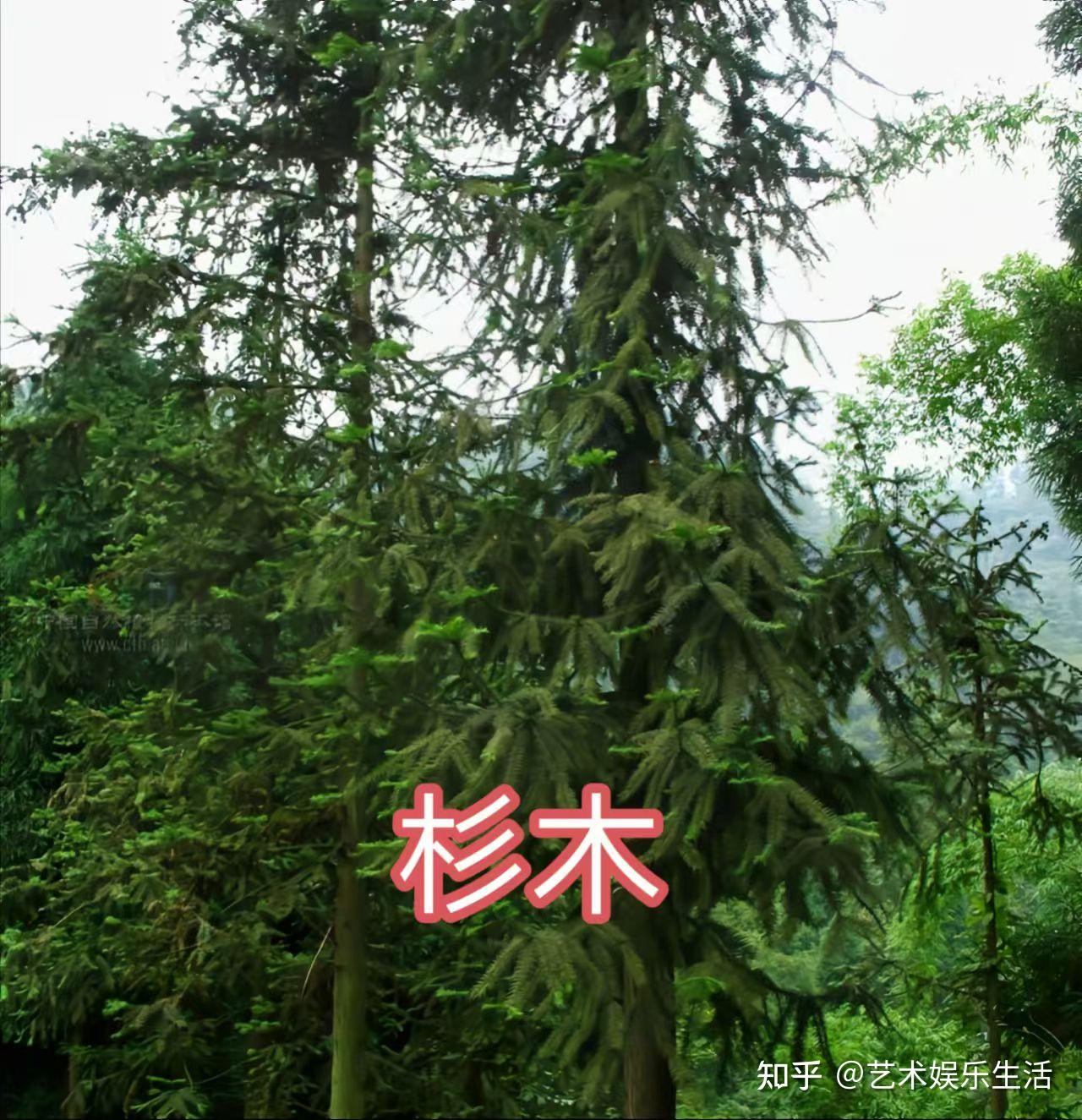 12种杉科植物,典型代表是116米高的北美红杉和5000多岁的巨杉 - 知乎